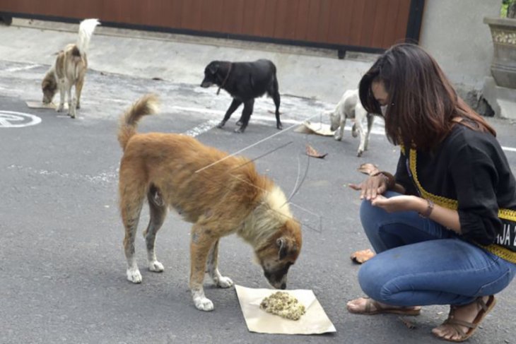 Relawan beri makan anjing liar saat pandemi COVID-19