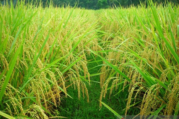Kementan dorong perguruan tinggi lakukan riset tingkatkan produksi pangan