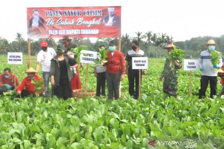 Bupati Tabanan borong sayur petani selama COVID-19 (video)
