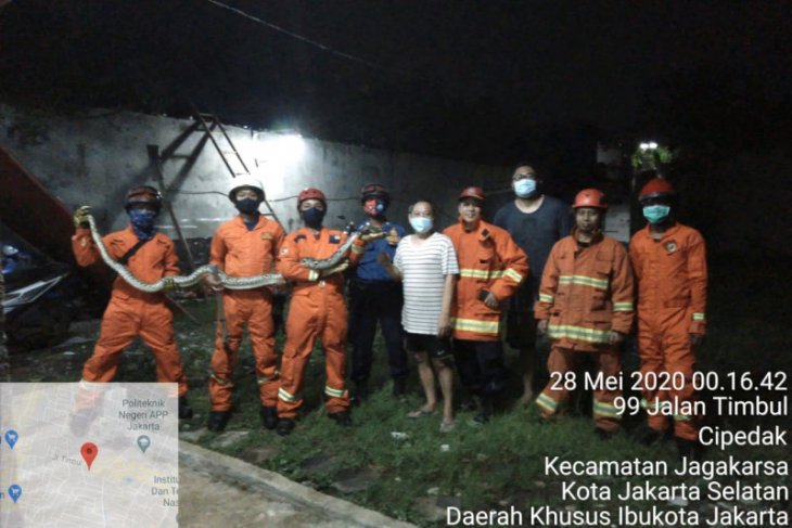 Sanca batik dalam paralon dievakuasi Damkar Jaksel pada Kamis dini hari
