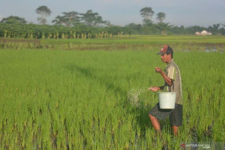 Pengurangan kuota pupuk urea