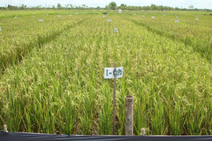 Menggenjot produksi pangan, Balitbangtan siap optimalkan lahan gambut