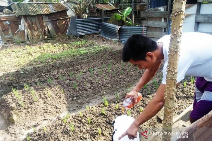 Demi kesehatan, mahasiswa Polbangtan Medan ini bercocok tanam secara organik