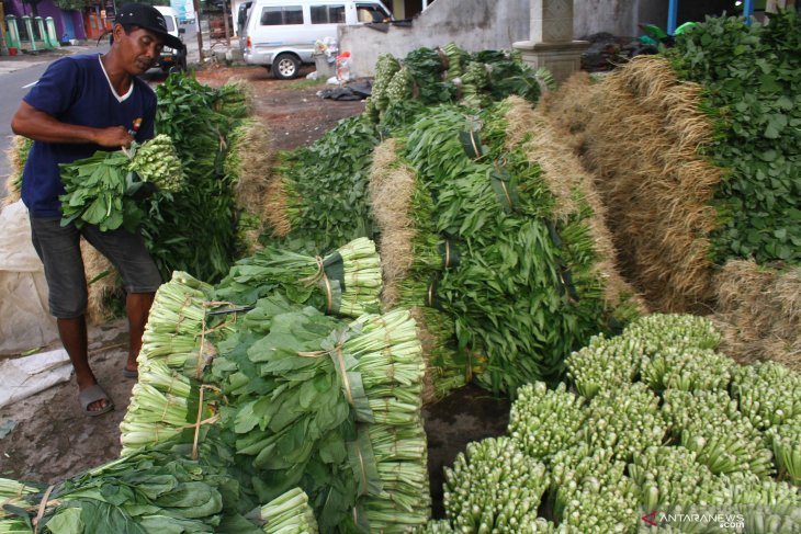 Produksi sayuran melimpah membuka peluang ekspor 