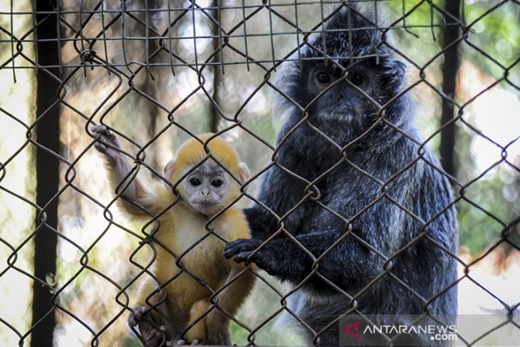 Kehadiran anak Lutung Jawa di Bandung Zoo 