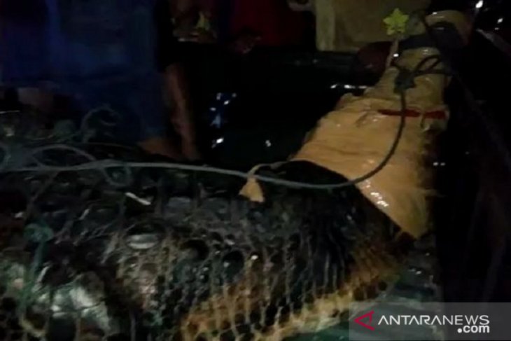Akhirnya warga tangkap buaya sepanjang empat meter di rawa Tangkit Jambi