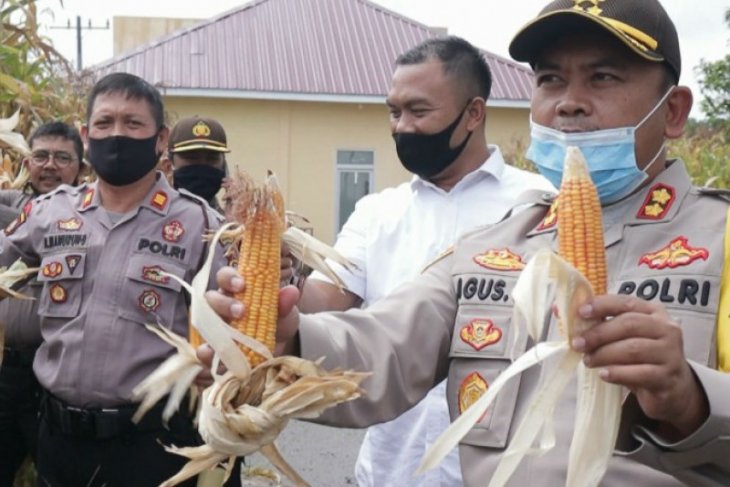 Polres Simalungun tanam sayuran dan ternak lele