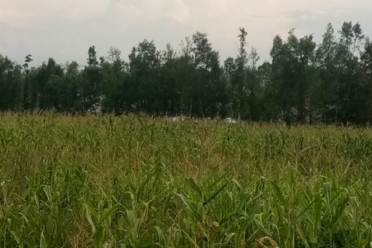 Penyuluh pertanian kawal petani panen jagung di Sarolangun