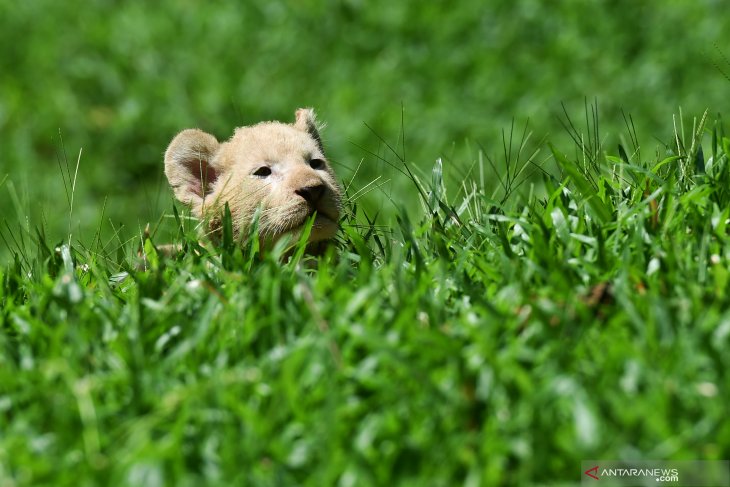 Bayi SInga Putih Taman Safari Prigen