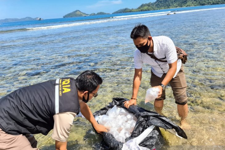 BKIPM Jambi perkuat pengawasan di jalur penyelundupan benih lobster