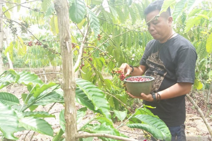 Dampak COVID-19, harga kopi di Bengkulu anjlok