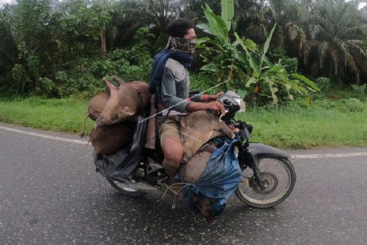Orang Rimba di Merangin bersepeda motor membawa hasil buruan