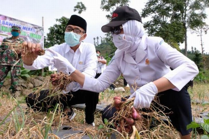 Panen bawang merah