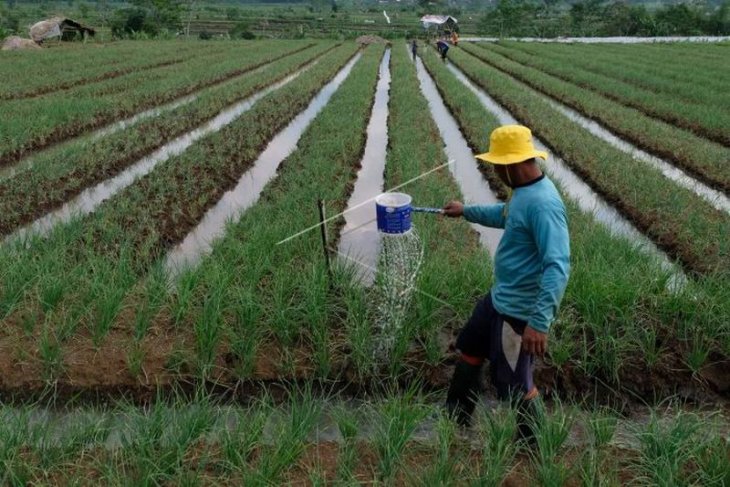 Petani tembakau beralih tanam bawang merah