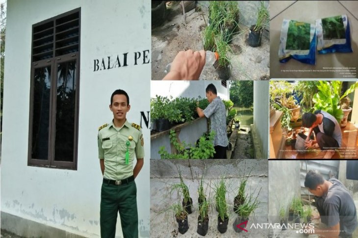 COVID-19, Mahasiswa Polbagtan manfaatkan pekarangan dengan bercocok tanam