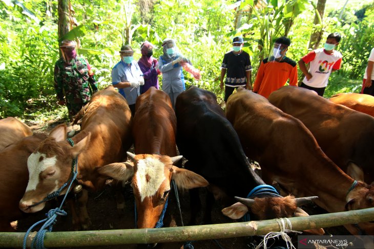Pemeriksaan kesehatan sapi peternakan warga