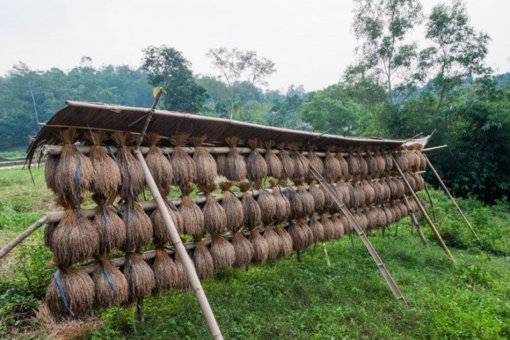 Petani padi huma di Lebak Banten panen raya