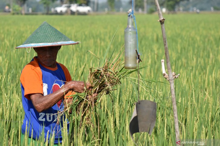 Tanaman padi diserang hama tikus