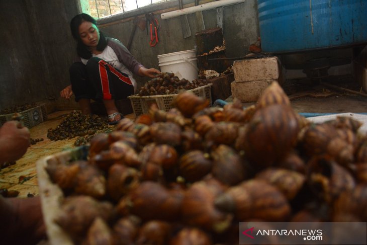 Penjual daging bekicot