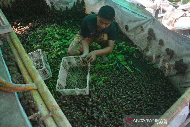 Penjual daging bekicot