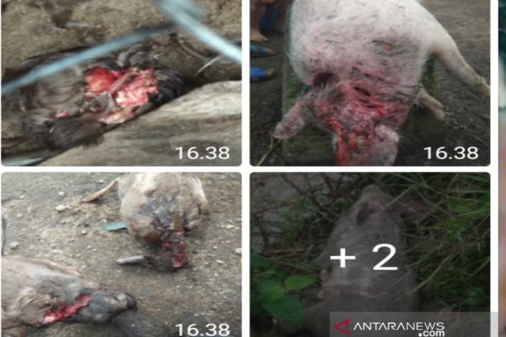 Ratusan ternak dimangsa makhluk haus darah di Taput, ini cerita pemilik