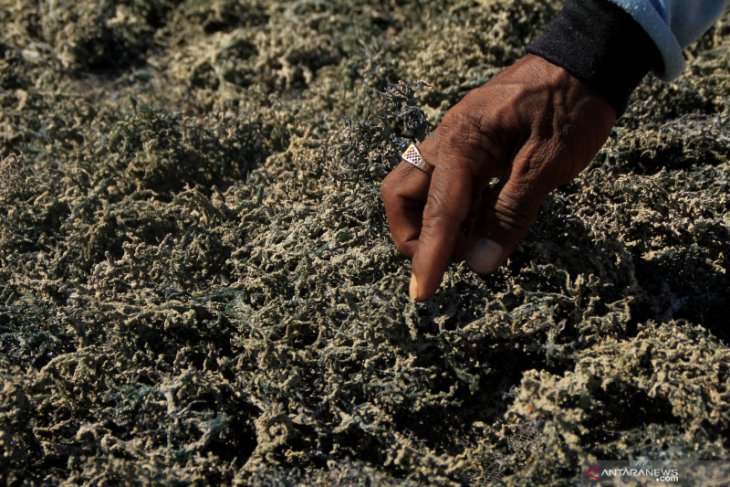 Rumput laut budidaya di Kupang terserang penyakit