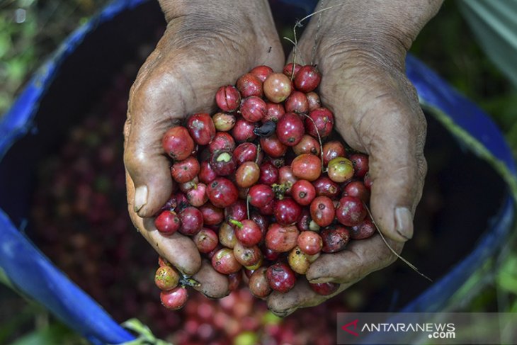 Panen kopi Galunggung 