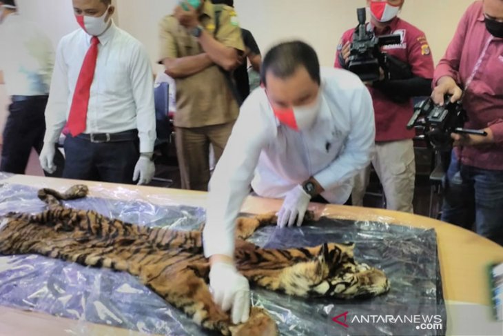 Empat pelaku perdagangan harimau sumatera diamankan polisi Aceh