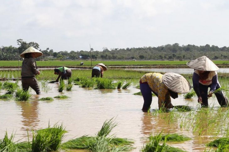 Dinas Pertanian Kalsel optimistis produksi padi capai 1,5 Juta ton