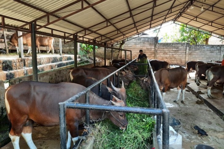 Tetap berkurban meski di tengah pandemi