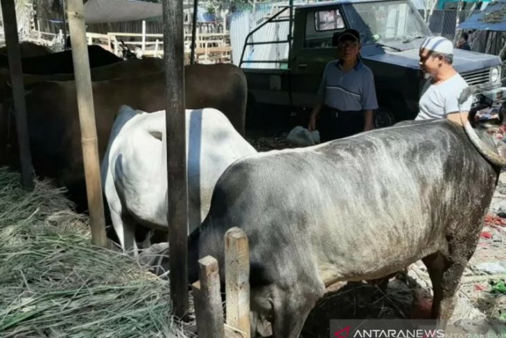 Pemkot Bogor rencanakan pelatihan dan simulasi virtual pemotongan hewan kurban