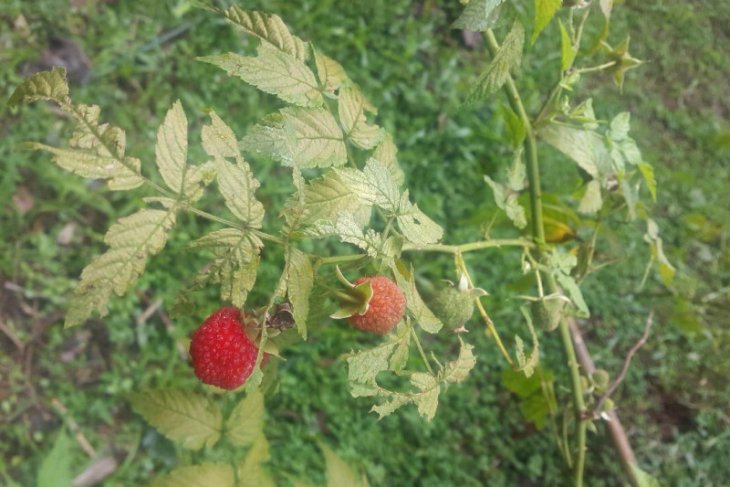 Buah arbei untuk cegah penuaan dini