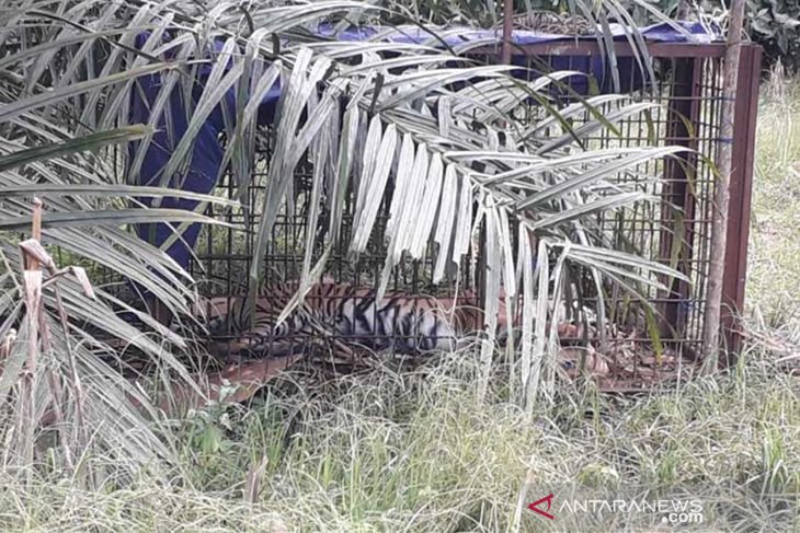 BKSDA bersama warga kembali tangkap harimau Sumatera di Solok