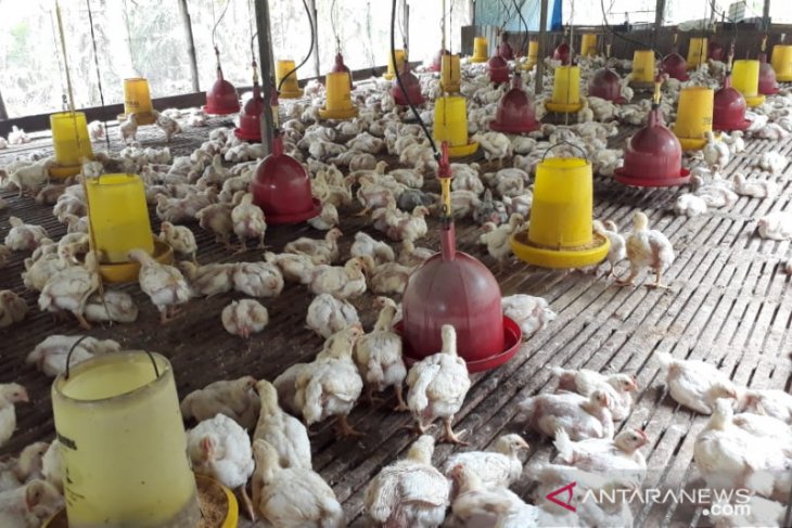 Harga ayam tinggi belum untungkan peternak