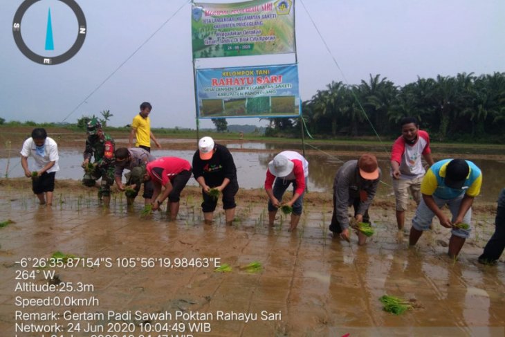 Penuhi Pasokan Pangan, Poktan Rahayu Sari Kecamatan Saketi Gertam Padi 175 Hektar