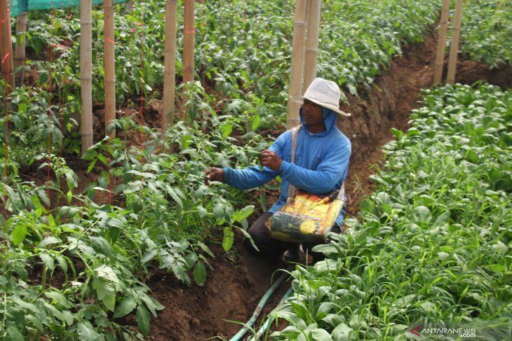 Petani bunga beralih tanam sayuran 