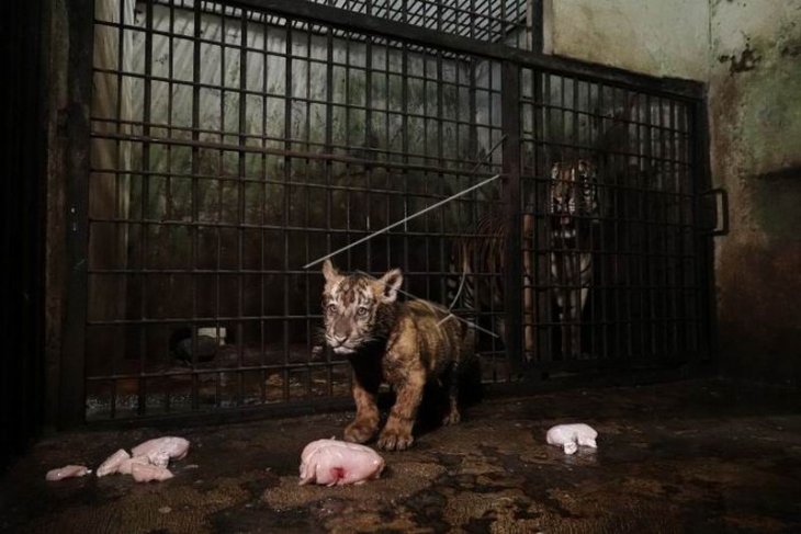 Anak harimau benggala