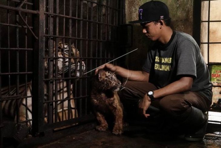 Anak harimau benggala