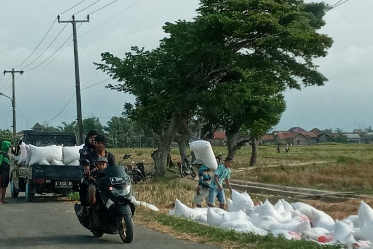 Dinas Pertanian Banten tingkatkan produksi padi antisipasi kekurangan pangan ditengah pandemi