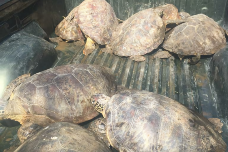 Polisi tangkap pelaku penjual daging penyu hijau