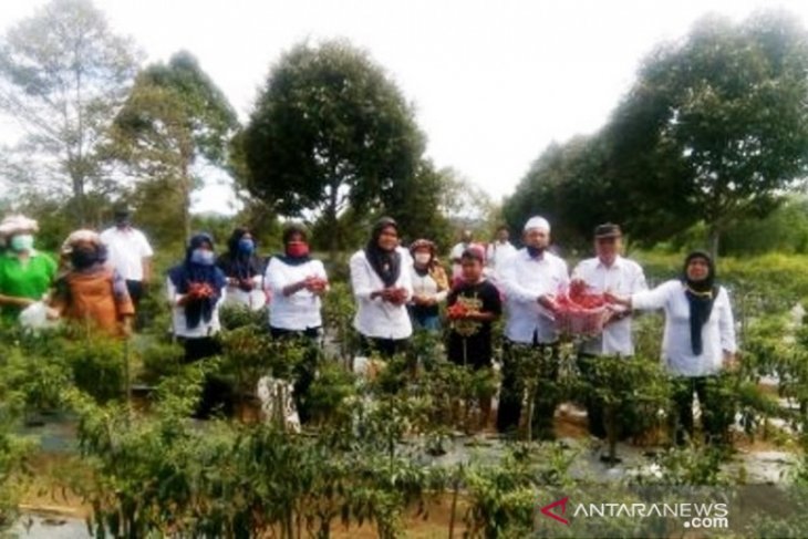 Harga jual turun pengaruhi tingkat produktivitas petani cabai merah di Tapsel