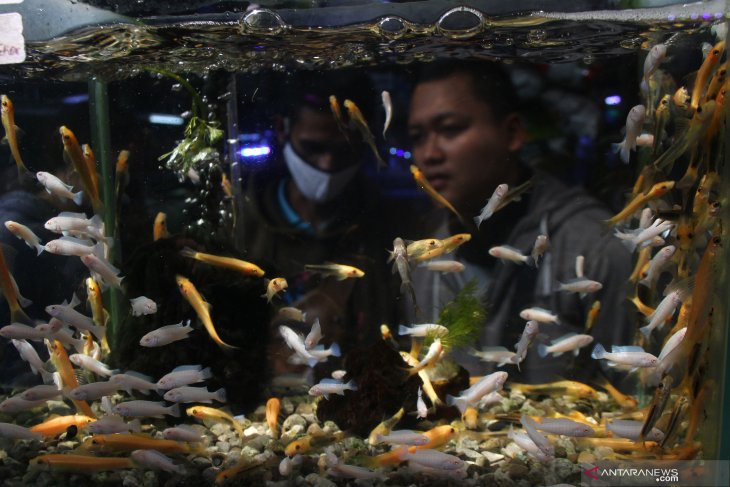 Pasokan ikan hias ditambah 