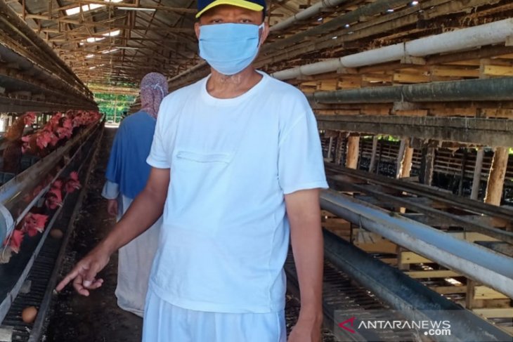 Peternak ayam Kalsel mulai bangkit di tengah pandemi COVID-19