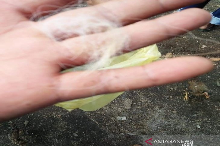 Jejak bulu makhluk pengisap darah ternak belum diteliti, BKSDA terkendala peralatan tes DNA