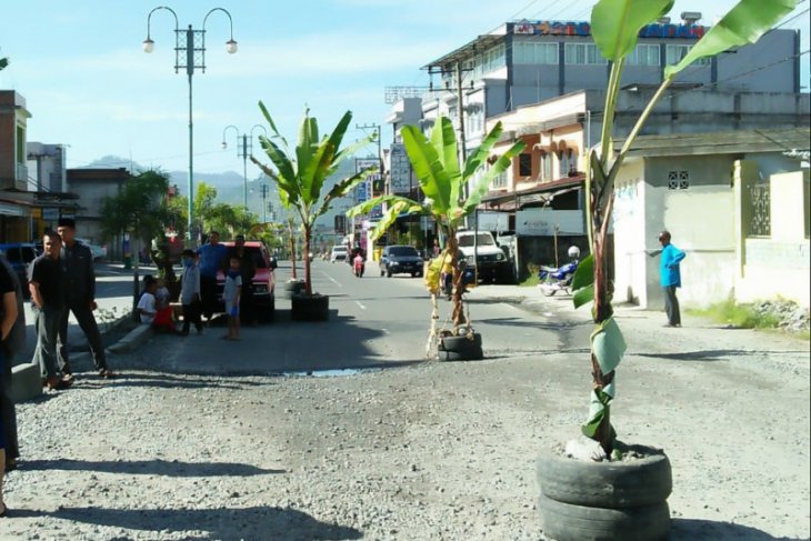 Tanah masih luas, tapi warga tanam pisang di jalan, ada apa ya?