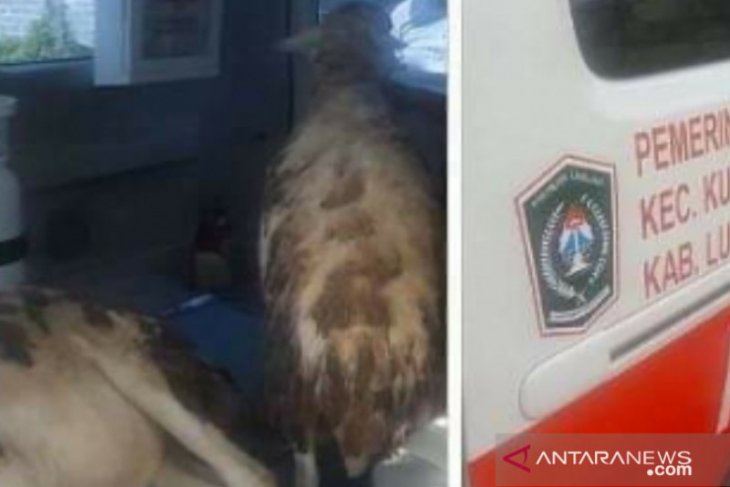 Ambulans desa dipakai angkut kambing, Wabup Lumajang geram dan perintahkan periksa kades