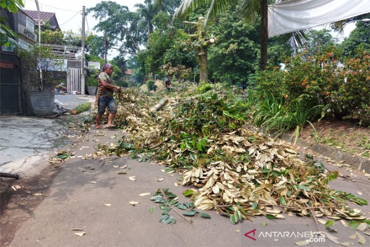 Penebangan pohon penghijauan di Kota Bogor