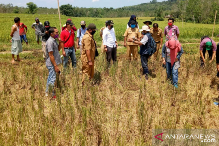 Pemprov Bengkulu salurkan bantuan benih untuk 20 ribu hektare