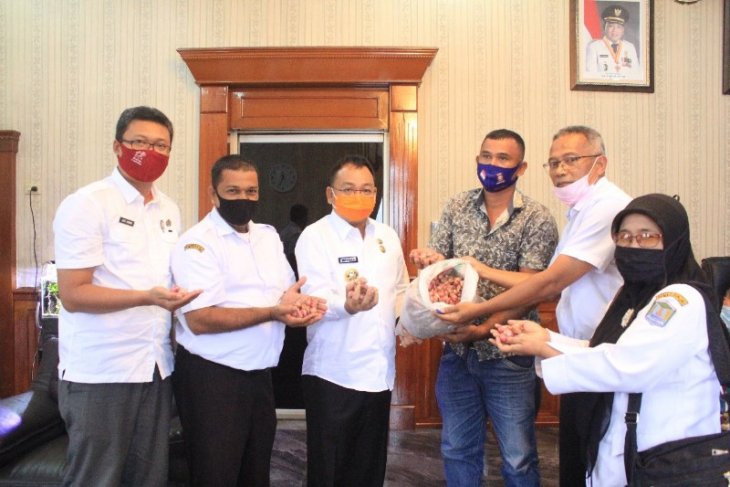 Petani Kota Binjai hasilkan bawang merah organik 20 ton