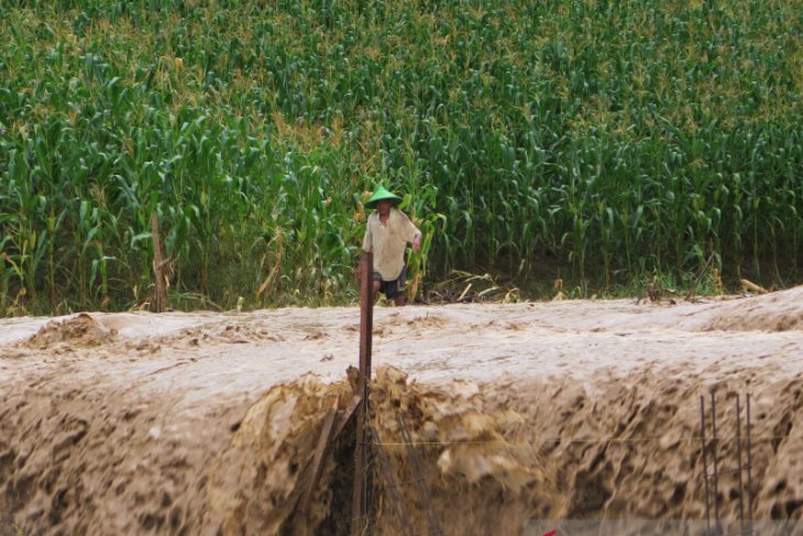 Pemprov Gorontalo ganti kerugian benih jagung petani di Bone Bolango